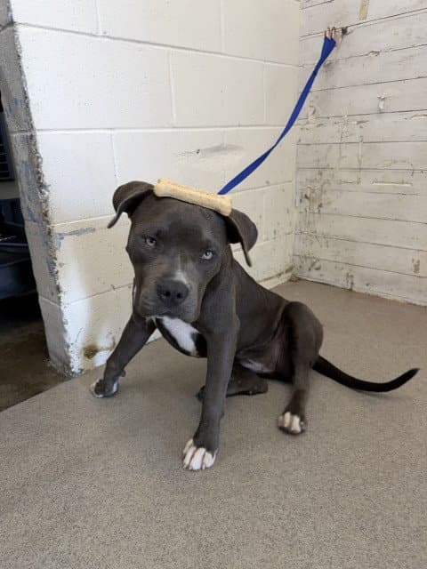 Athena - Pit Bull Terrier