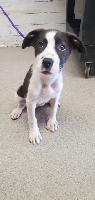 Daphne - Pit Bull Terrier