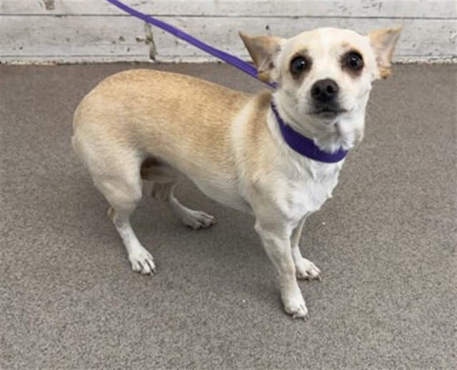 Cora - Chihuahua