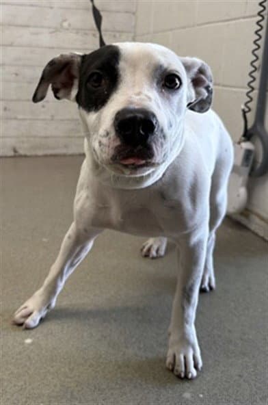 Asteria - American Pit Bull Terrier