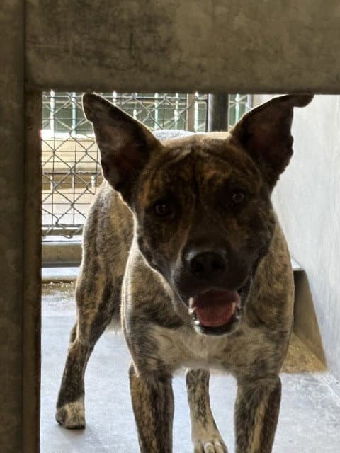 Evander - Pit Bull Terrier