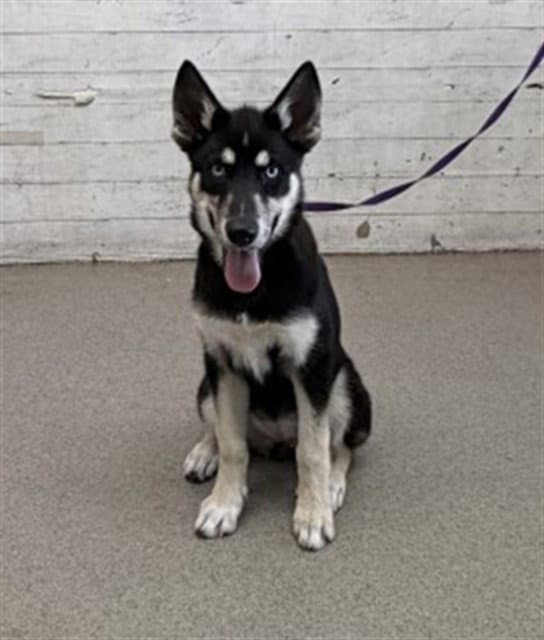 Sora - Siberian Husky