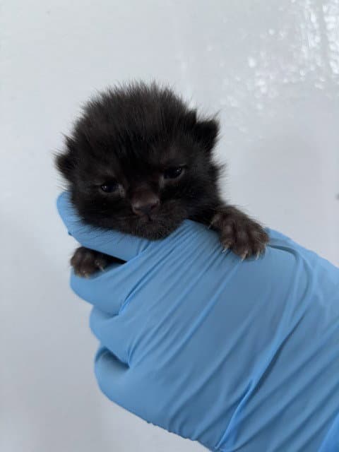 Unknown - Domestic Short Hair