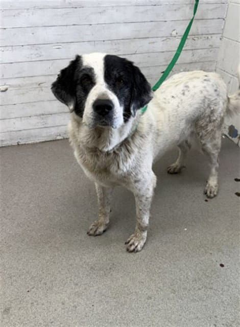 Blue Cheese - Great Pyrenees