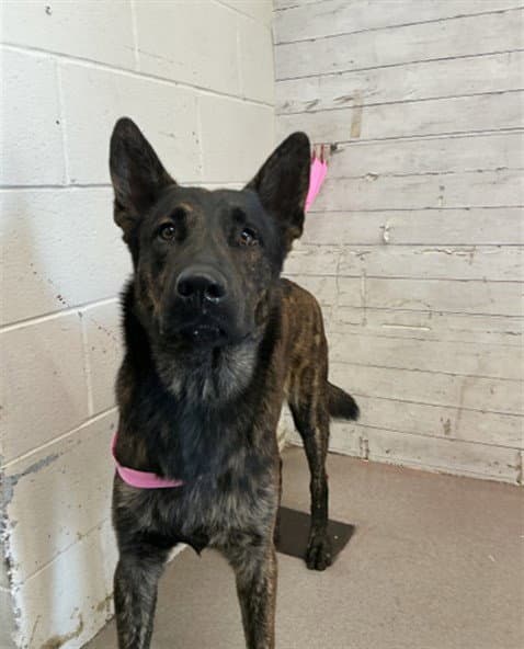 Kit - German Shepherd Dog