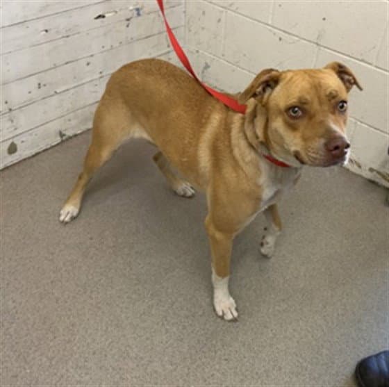 Clementine - Pit Bull Terrier