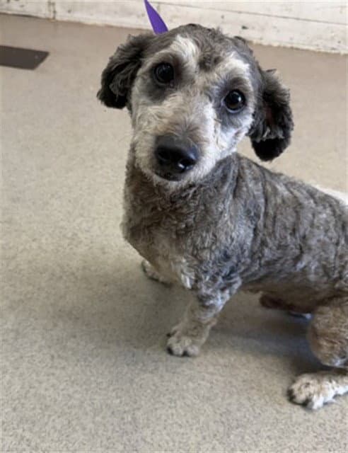 Milkyway - Poodle (Miniature)