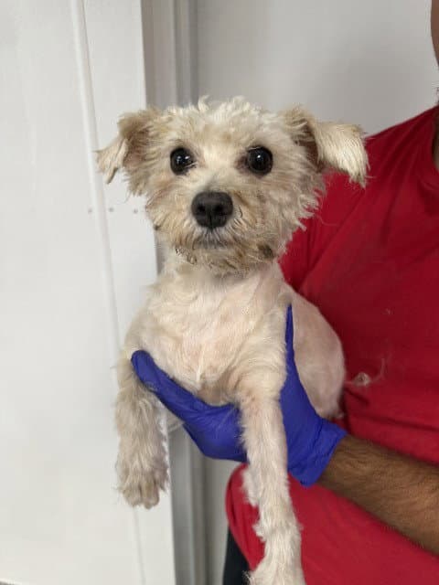 Brie - Maltese