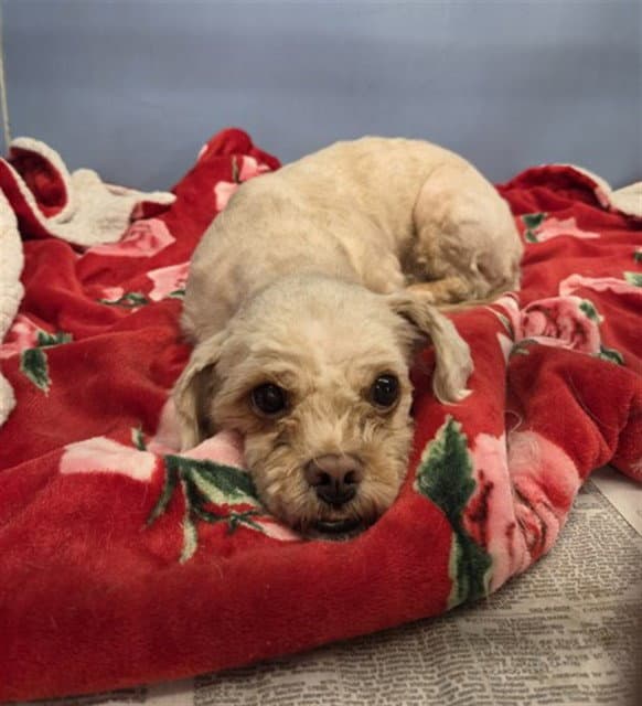 Banana - Maltese