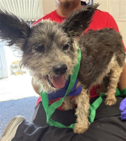 Glenda - Terrier