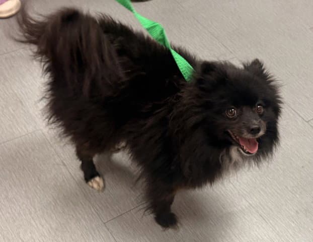 Pomela - Pomeranian