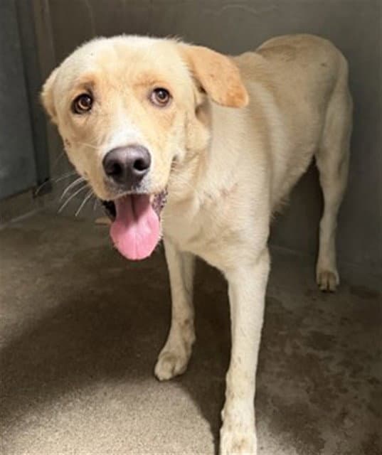 Mango - Labrador Retriever