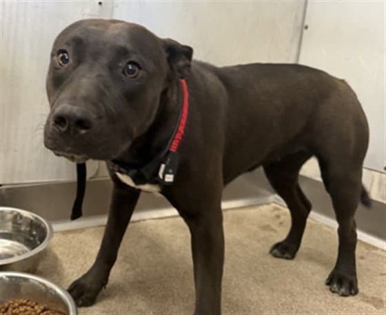 Kat - Pit Bull Terrier