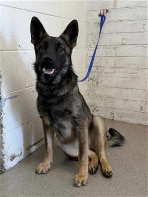 Gouda - German Shepherd Dog