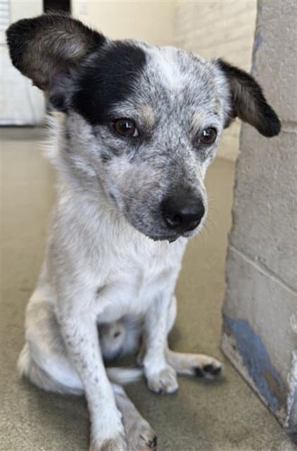 Oreo - Australian Cattle Dog/Blue Heeler
