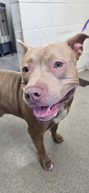 Carmelo - Pit Bull Terrier