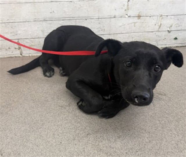 Mozzarella - Labrador Retriever