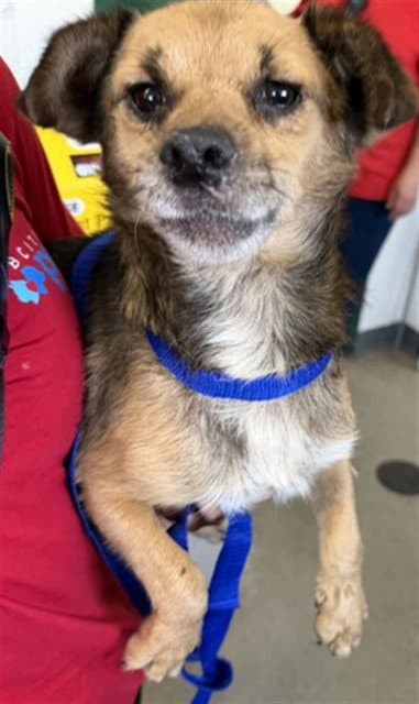 Parmesan - Terrier