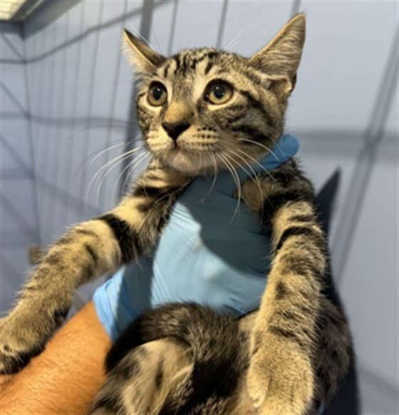 Unknown - Domestic Short Hair