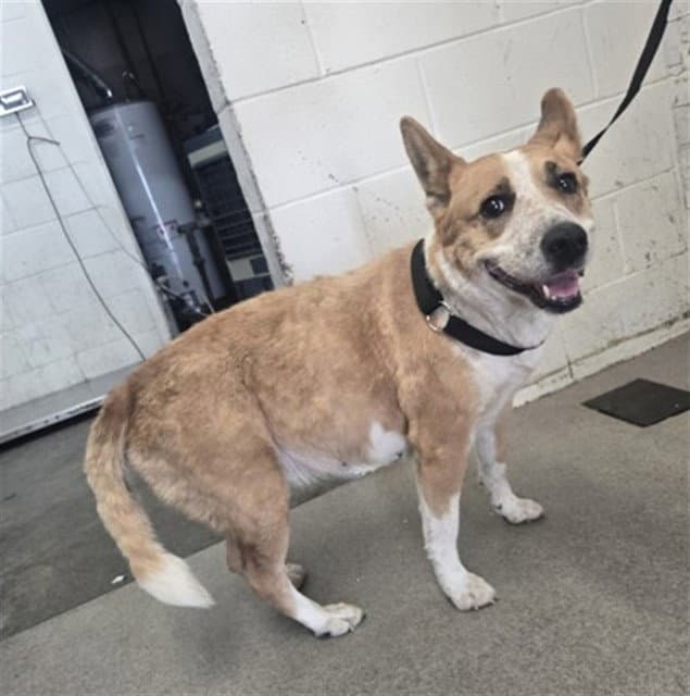Honey - Australian Cattle Dog/Blue Heeler