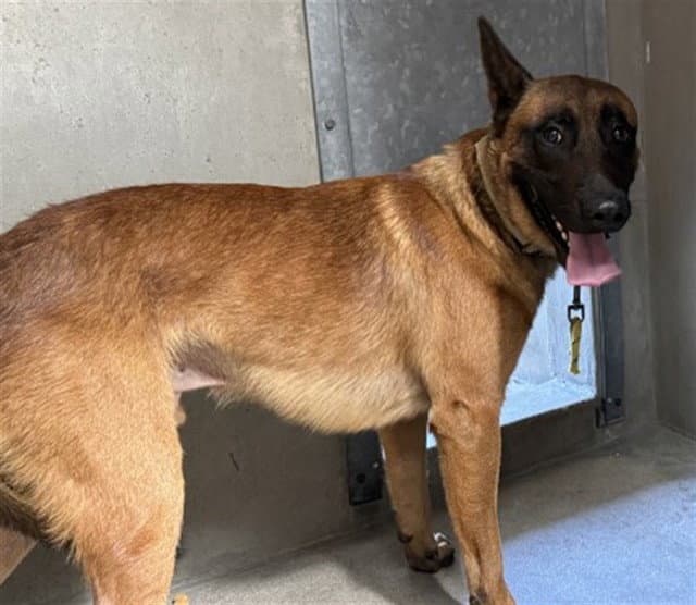 Peanut - Belgian Shepherd Malinois