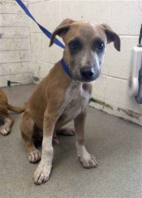 Choco - Carolina Dog