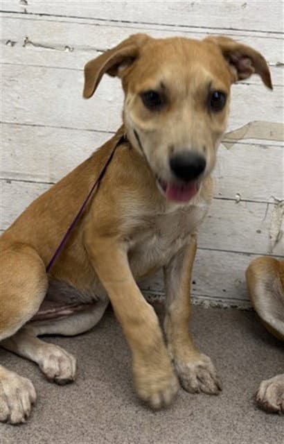 Carolina - Carolina Dog