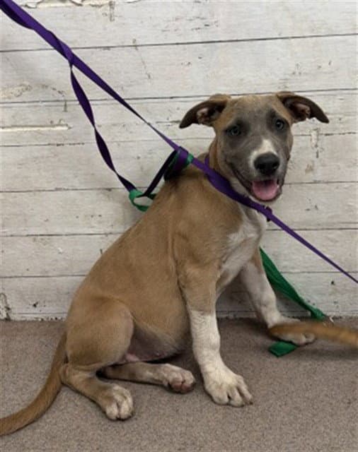 Rosemary - Carolina Dog