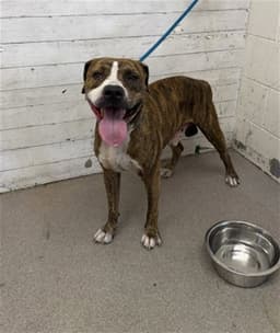 Billy image 1
