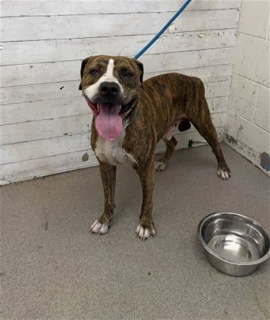 Billy - Pit Bull Terrier