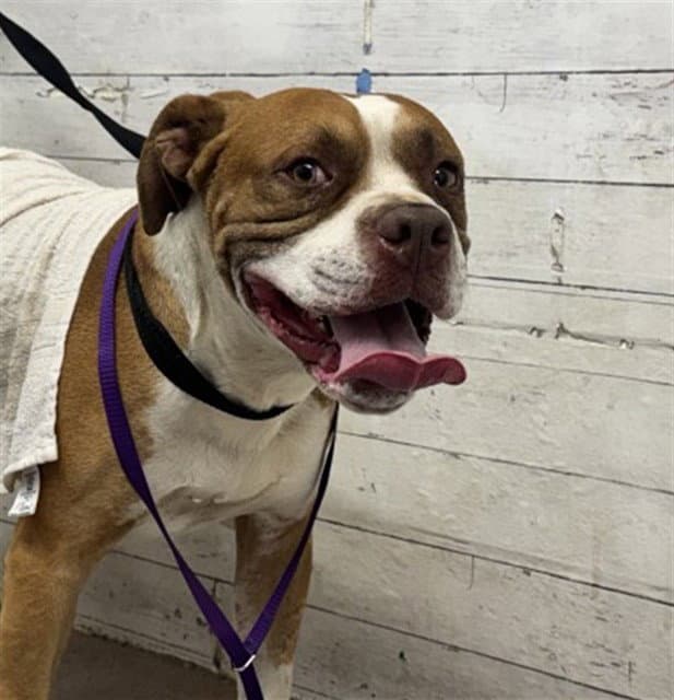 Dawg - Pit Bull Terrier