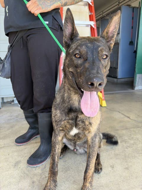 Dexter - Dutch Shepherd