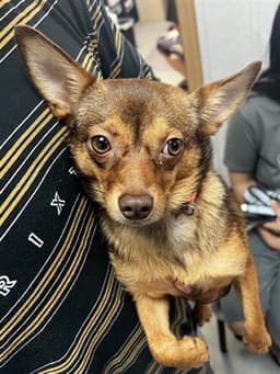 Layla image 1