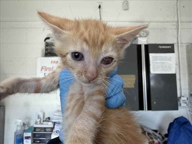 Goku - Domestic Short Hair