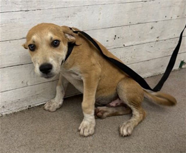 Darren - Carolina Dog