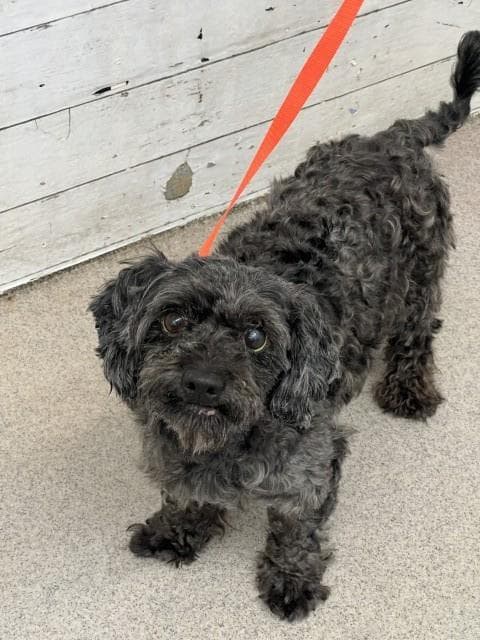 Charlie - Terrier