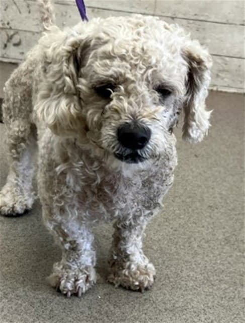 Luke - Terrier