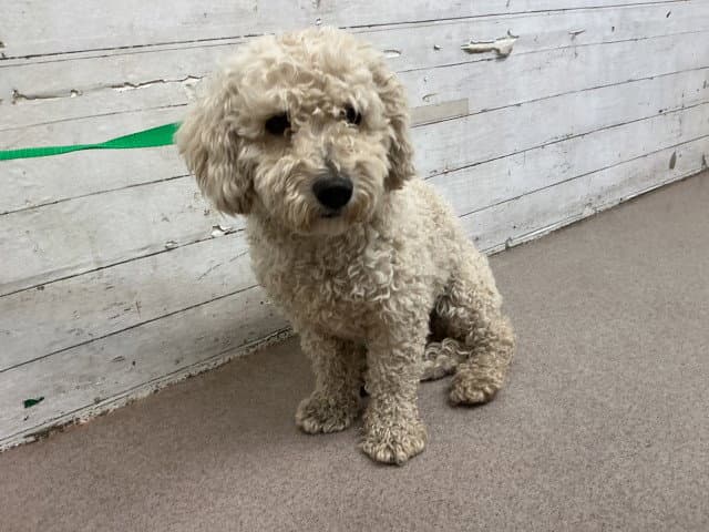 Leo - Poodle (Miniature)