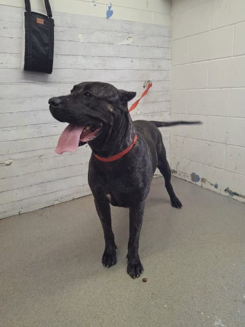 Canoli - Cane Corso Mastiff