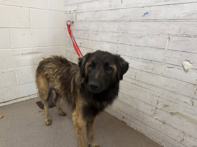 Jared - Leonberger