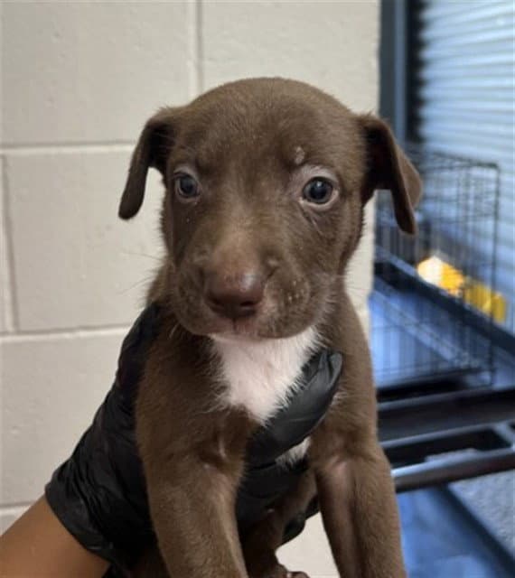 Niall - Pit Bull Terrier