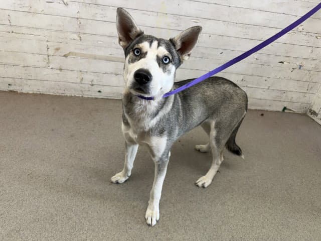 Lilly - Siberian Husky
