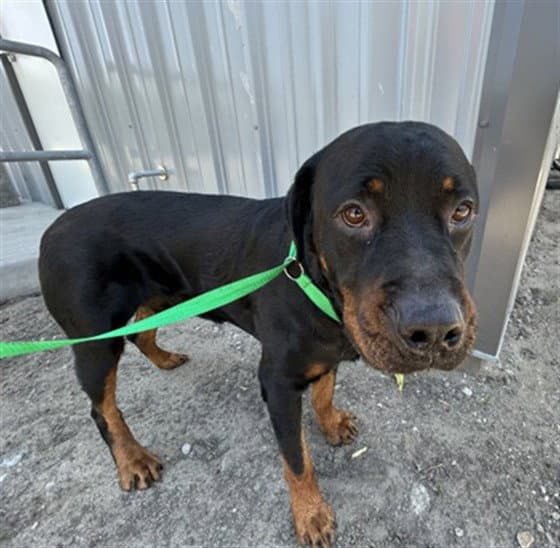 Andres - Rottweiler