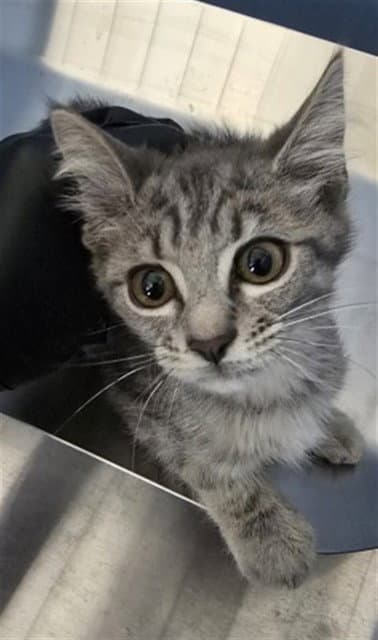 Steven - Domestic Short Hair