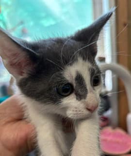 Zach - Domestic Short Hair