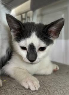 Hannah - Domestic Short Hair
