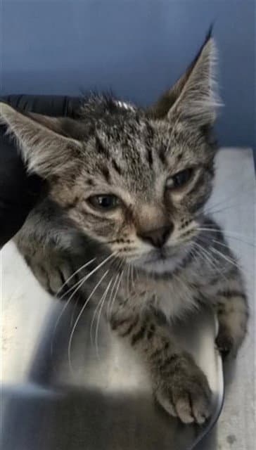 Lars - Domestic Short Hair