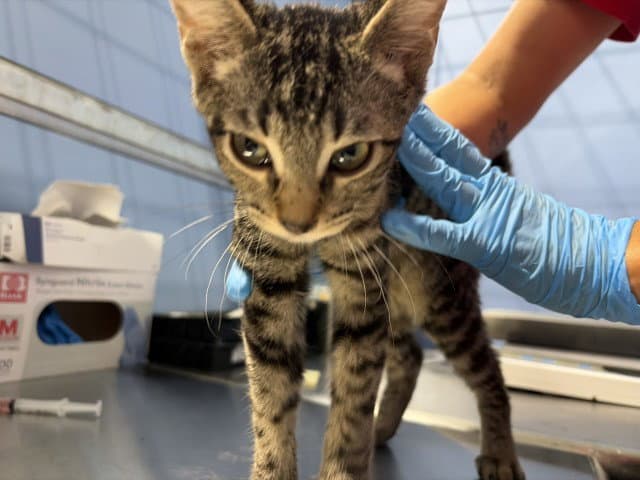 Larry - Domestic Short Hair