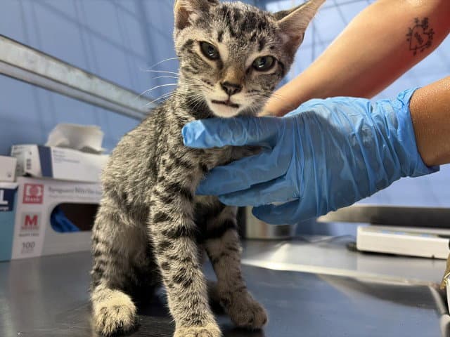Victor - Domestic Short Hair