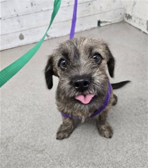 Nick - Terrier